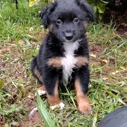 Rocky - Black tri male Miniature Australian Shepherd puppy in Charlotte, North Carolina from Dave's Mini Aussies