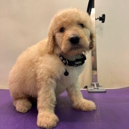 Rowdy Burns- Black - Cream male Goldendoodle puppy in Van Buren, Missouri from Jami’s Goldendoodles & Poodles