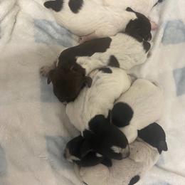 Boy 1 - male German Shorthaired Pointer puppy in Hardeman County, Tennessee from Howell Farm GSP