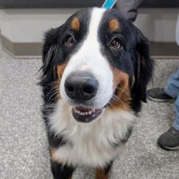 Hela - Bernese Mountain Dog