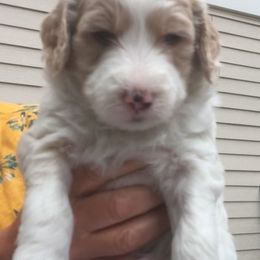 Goldendoodle Puppies from Carol Vancil