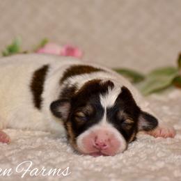 Spice - Sable female Pembroke Welsh Corgi puppy in East Canton, Ohio from Victorian Farms
