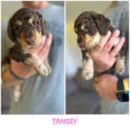 Tansey - Red phantom female Aussiedoodle puppy in Berrien Spring, Michigan from Red Bud Beautiful Doodles