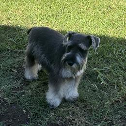 Ellie - Miniature Schnauzer