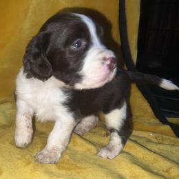 Kitty - Liver and white female English Springer Spaniel puppy in Liverpool, Pennsylvania from Breezy Acres Stock & Sporting Dogs