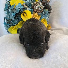 Natasha - Black female Schnoodle puppy in Novinger, Missouri from Stormi Sky Schnoodles