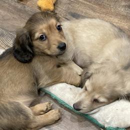 Dachshund Puppies from Mimidachs of Texas