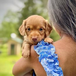 Jack - Red male Dachshund puppy in Cinebar, Washington from Pure Joy Labradors and Mini Dachshunds