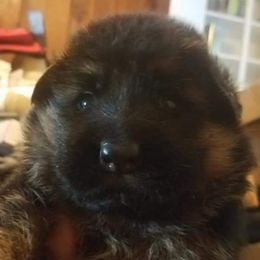 Ella - German Shepherd