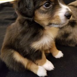 Toy Australian Shepherd Puppies from Shelly Johnson's Australian Shepherds