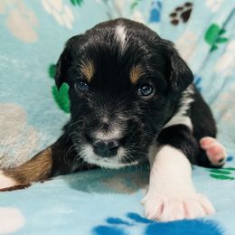 Boy 5 - Red merle Australian Shepherd puppy in New York from Breezy Woods Aussies