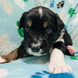 Boy 5 - Red merle Australian Shepherd puppy in New York from Breezy Woods Aussies