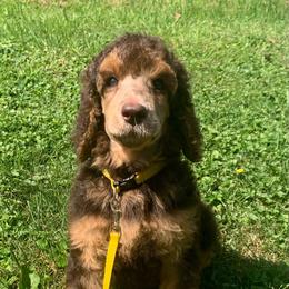 Margot Robbie - Phantom female Poodle puppy in Mount Gilead, Ohio from Cats Creek Standard Poodles