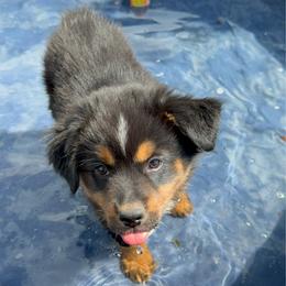 Truffle Brownie - Black tri female Miniature Australian Shepherd puppy in Medical Lake, Washington from MAS Gone Rogue