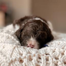 Siesta - Brown and white female Bernedoodle puppy in Maricopa, Arizona from Desert Ridge Doodles