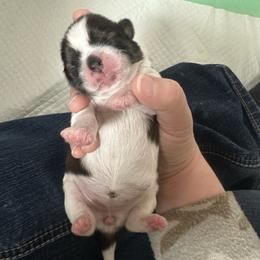 Girl 2 - Red and white female Shih Tzu puppy in Autryville, North Carolina from Carter Family Retrievers