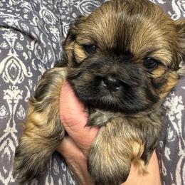 Little Red - Brindle female Shih Tzu puppy in Fletcher, North Carolina from Shihtzu_NC