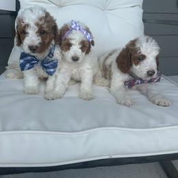 Goldendoodle Puppies from The Doodle House