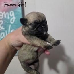Fawn Girl - Fawn female Pug puppy in Olin, North Carolina from Piggy Pugs