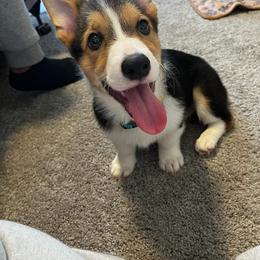 Pembroke Welsh Corgi Puppies from McMillion Corgis