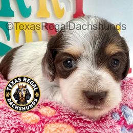 Lady 2500 - Chocolate and tan female Dachshund puppy in Houston, Texas from Texas Regal Dachshunds LLC
