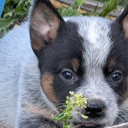 Australian Cattle Dogs from Bullock ACDs