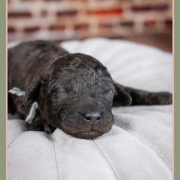 Lord - Blue merle male Bernedoodle puppy in Connersville, Indiana from Deaz Doodle Ranch
