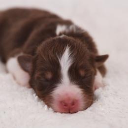 Revalations - Red tri-color female Australian Shepherd puppy in Leavenworth, Kansas from Silverbrook Australian Shepherds