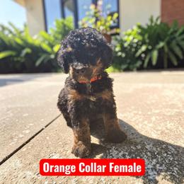 Orange Collar PHANTOM girl - Black female Poodle puppy in Henagar, Alabama from Windy Oak Kennels