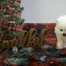 Pomeranian Puppies from Doc’s Little Poms