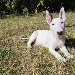 Bull Terrier Puppies from Old England Bull Terriers