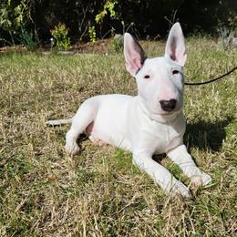Bull Terrier Puppies from Old England Bull Terriers