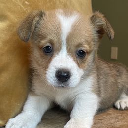 Girl 3 - Red Pembroke Welsh Corgi puppy in Hinton, Oklahoma from Corgi Farms