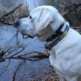 Labrador Retrievers from Hope Valley Farm