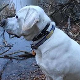 Labrador Retrievers from Hope Valley Farm