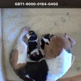 Pocket Beagle Jeni - Black white and tan female Beagle puppy in Gentry, Arkansas from HC Puppy Ranch