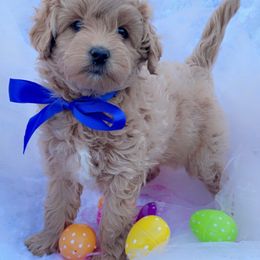 Goldendoodle, Maltipoo, and Poodle Puppies from Winchester Hills Poodles and Doodles