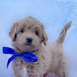 Goldendoodle, Maltipoo, and Poodle Puppies from Winchester Hills Poodles and Doodles