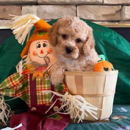 Thomas - Red and white male Cockapoo puppy in Holton, Indiana from MoonShine Babies / OZ