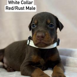White Collar - Red and rust male Doberman Pinscher puppy in Lake City, Florida from Paintedcrazy Doberman Pinchers