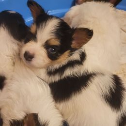 Girl 1 - White black and tan female Papillon puppy in Florida from Tammy's Papillon Playpen