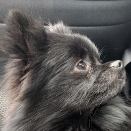 Lion - Pomeranian
