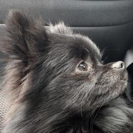 Lion - Pomeranian