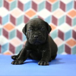 Black Collar - Black male Cane Corso puppy in Lusby, Maryland from Coastal View Kennels