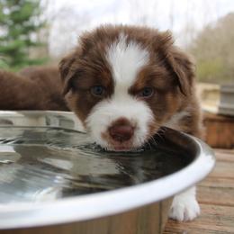 Australian Shepherd Puppies from Starlit Grove Australian Shepherds