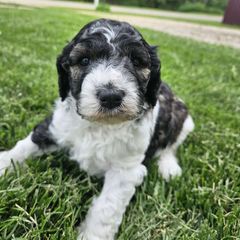 Trixie - White ticked Bordoodle puppy in Hillsboro, Wisconsin from Nolichuckey Bordoodles