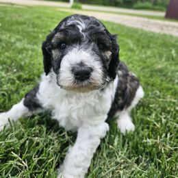 Trixie - White ticked Bordoodle puppy in Hillsboro, Wisconsin from Nolichuckey Bordoodles
