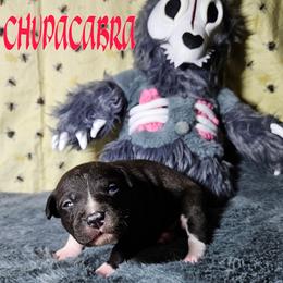 Chupacabra - Black and white female Rat Terrier puppy in Lynn, Alabama from Cryptic Rat Terriers