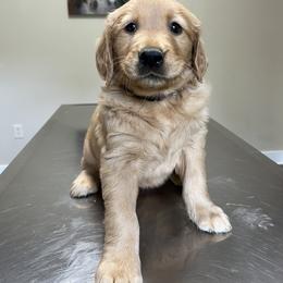Dachshund and Golden Retriever Puppies from HS Goldens