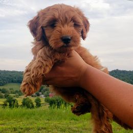 Bernedoodle and Goldendoodle Puppies from Stony Meadow Puppies